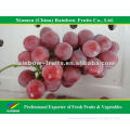 Fresh fruit sweet red grapes Typical sweet red globe seeded grapes from original supplier Chinese Fresh red global grape